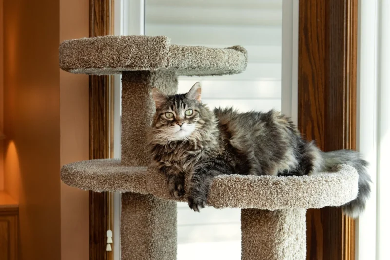 Cat Furniture: Creating the Perfect Space for Your Feline Friend